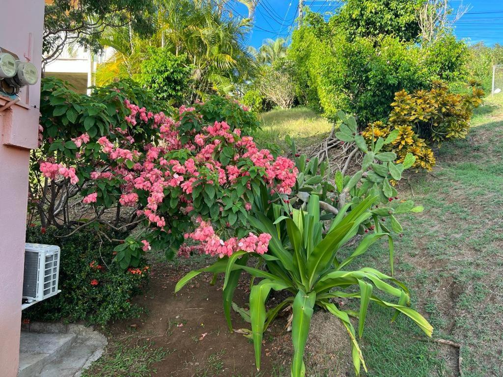 Ferienwohnung Chez Emmanuel Gros Islet Exterior foto